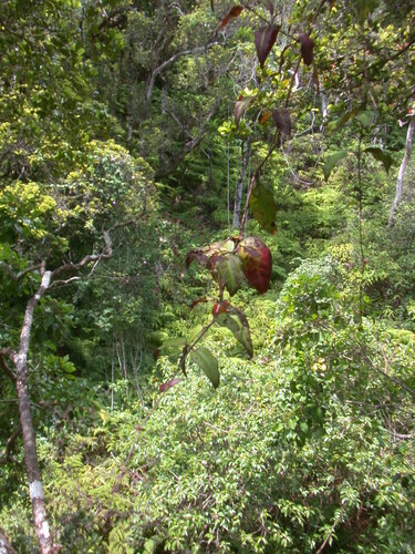 Schiedea helleri, 2008-06-05