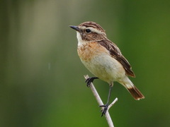 Whinchat photo 3