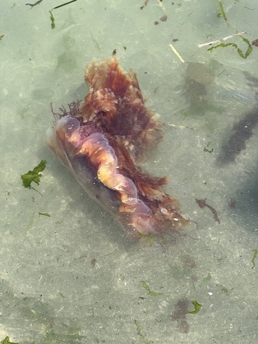 Pacific Lion's Mane Jelly photographed in Washington