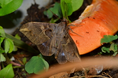 Ischyja ferrifracta
