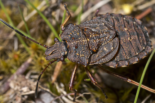 Tigani Insect Genus Tinganina · iNaturalist