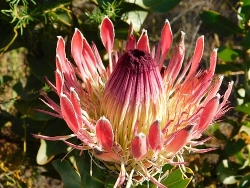 Broad-leaf sugarbush (Protea eximia)