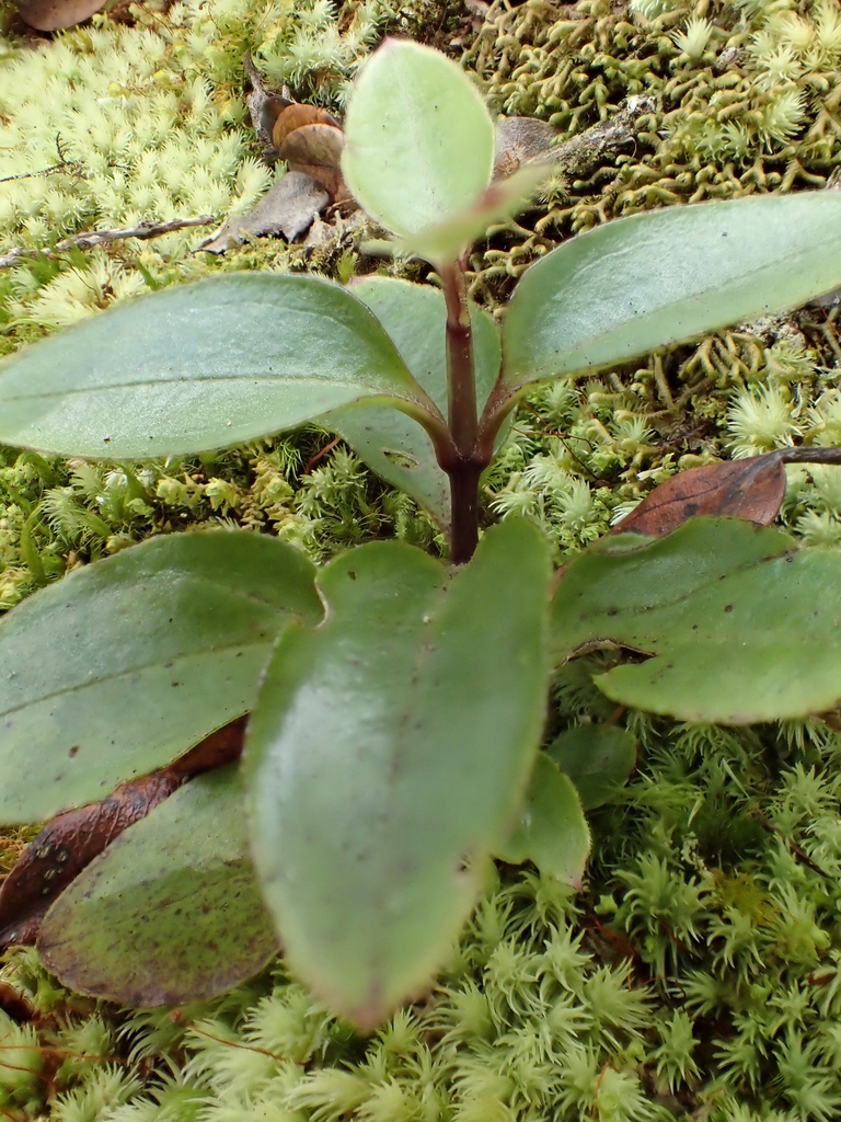 Schiedea helleri