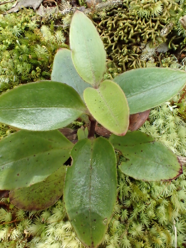 Schiedea helleri, 2015-07-01