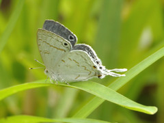 Leptomyrina hirundo