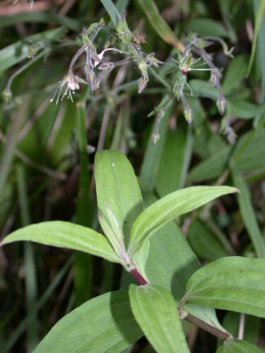 Schiedea hookeri, 2004-02-20