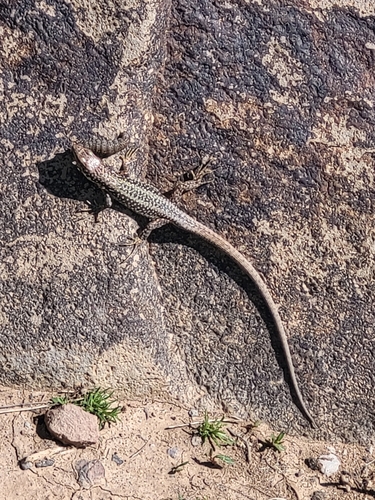 Caucasian Rock Lizard, Darevskia valentini
