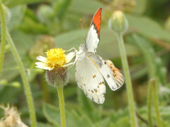 Colotis annae annae