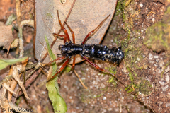 Micrathena spitzi