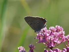 Satyrium acadica
