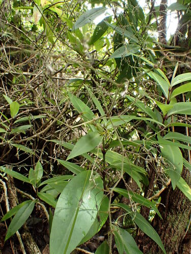 Schiedea kauaiensis observed 2017-06-14