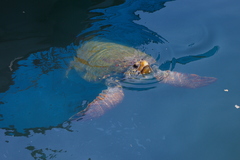 Caretta caretta