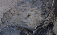 Anatololacerta pelasgiana