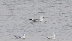 Larus canus canus