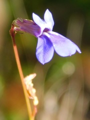 Lobelia chamaepitys