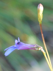 Lobelia chamaepitys