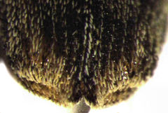 Hypurus bertrandi