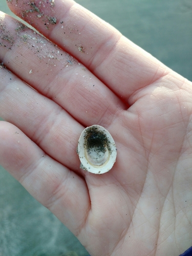 Testudinalia testudinalis