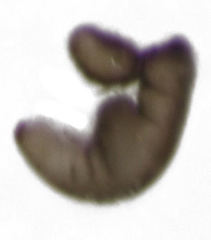 Hypurus bertrandi
