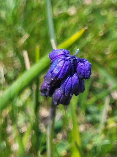 Bellevalia paradoxa, photograph 3