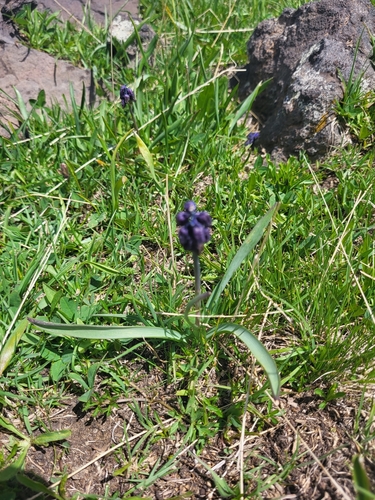 Bellevalia paradoxa, photograph 5
