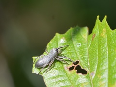 Tutelina similis