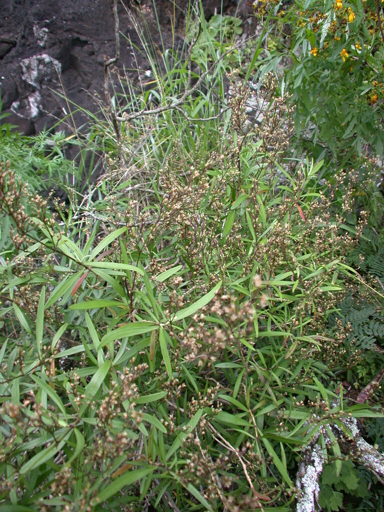 Schiedea ligustrina