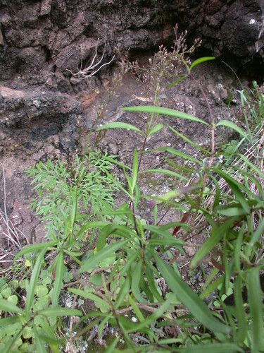 Schiedea ligustrina