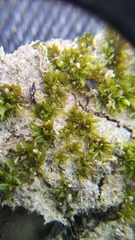 Physcomitrium pyriforme