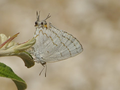Hypolycaena philippus philippus