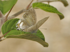 Hypolycaena philippus philippus