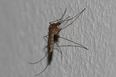 Culex pipiens