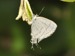 Hypolycaena philippus philippus
