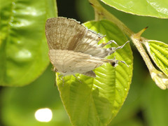 Hypolycaena philippus philippus