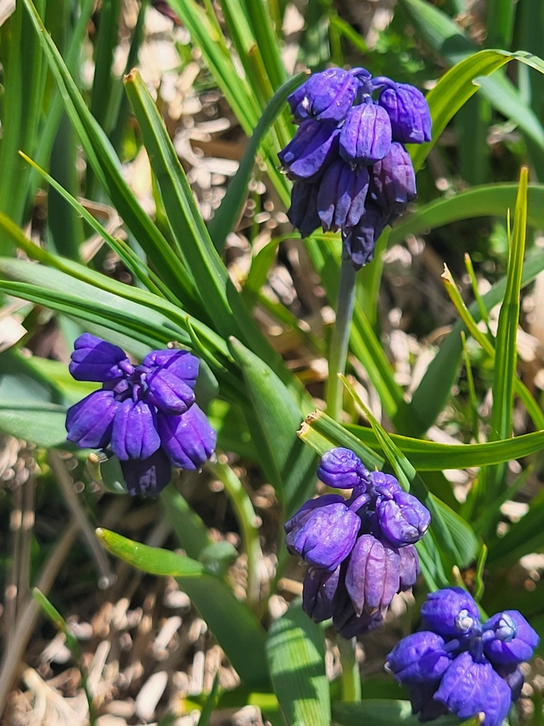 Bellevalia paradoxa; photograph (c) Jacek Pietruszewski, some rights reserved (CC BY)
