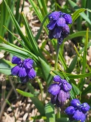 Bellevalia paradoxa