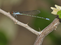 Pseudagrion sublacteum