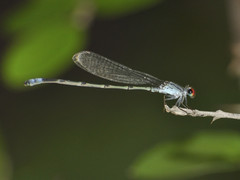 Pseudagrion sublacteum