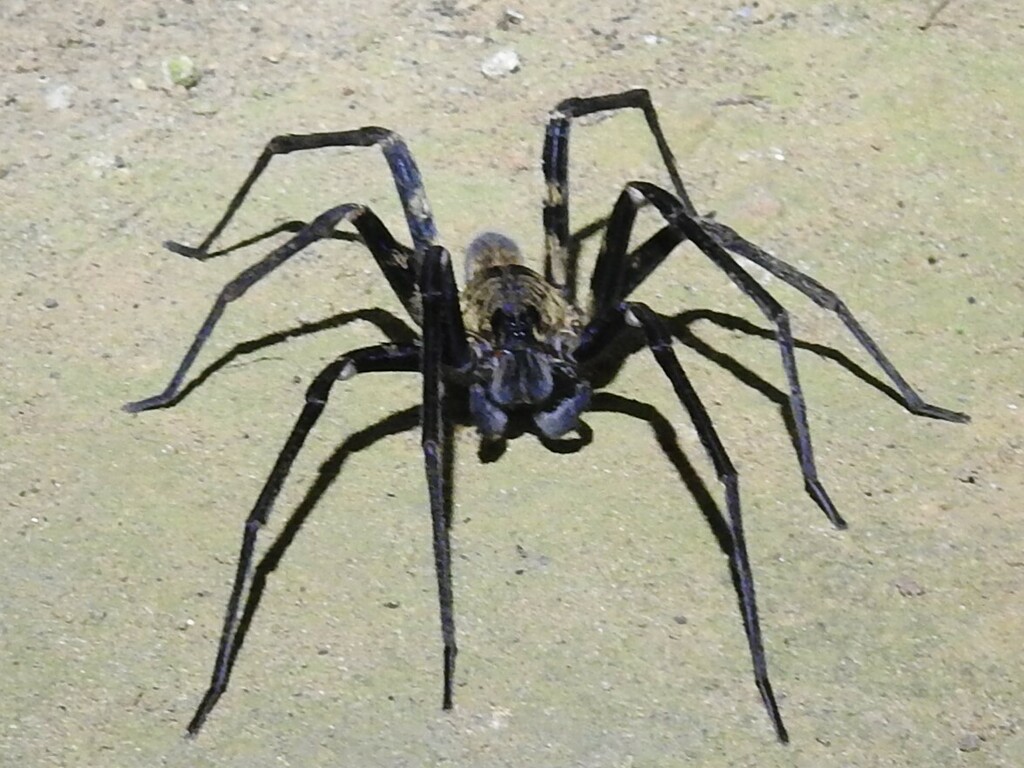 Macroctenus