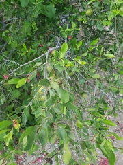Diospyros intricata