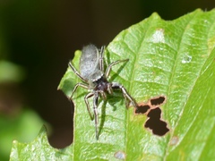 Tutelina similis