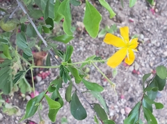 Kallstroemia peninsularis