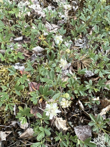 three-toothed cinquefoil