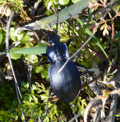 Oreocarabus
