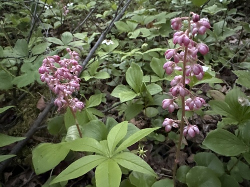 bog wintergreen