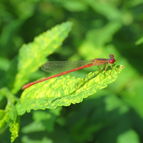 Desert Firetail (Telebasis salva)