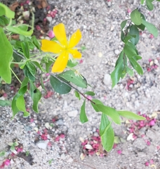 Kallstroemia peninsularis