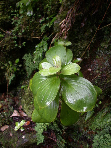 Schiedea membranacea observed 2004-09-09