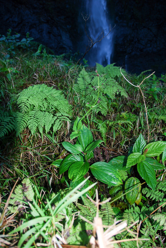 Schiedea membranacea observed 2015-02-10