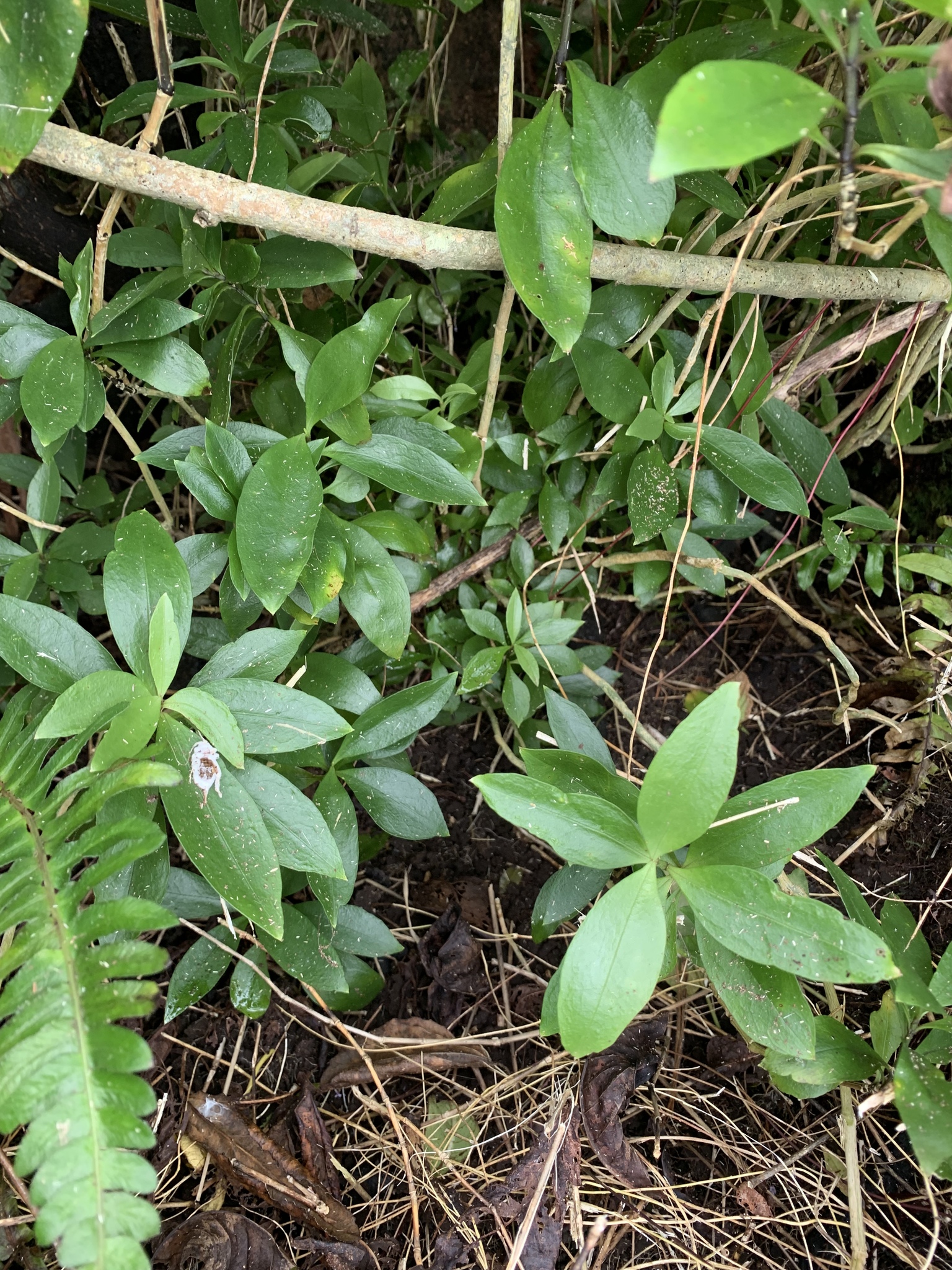 Schiedea perlmanii
